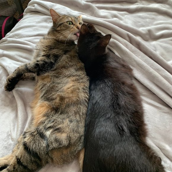 Meet your Posher, Haley - Picture 4 of 6